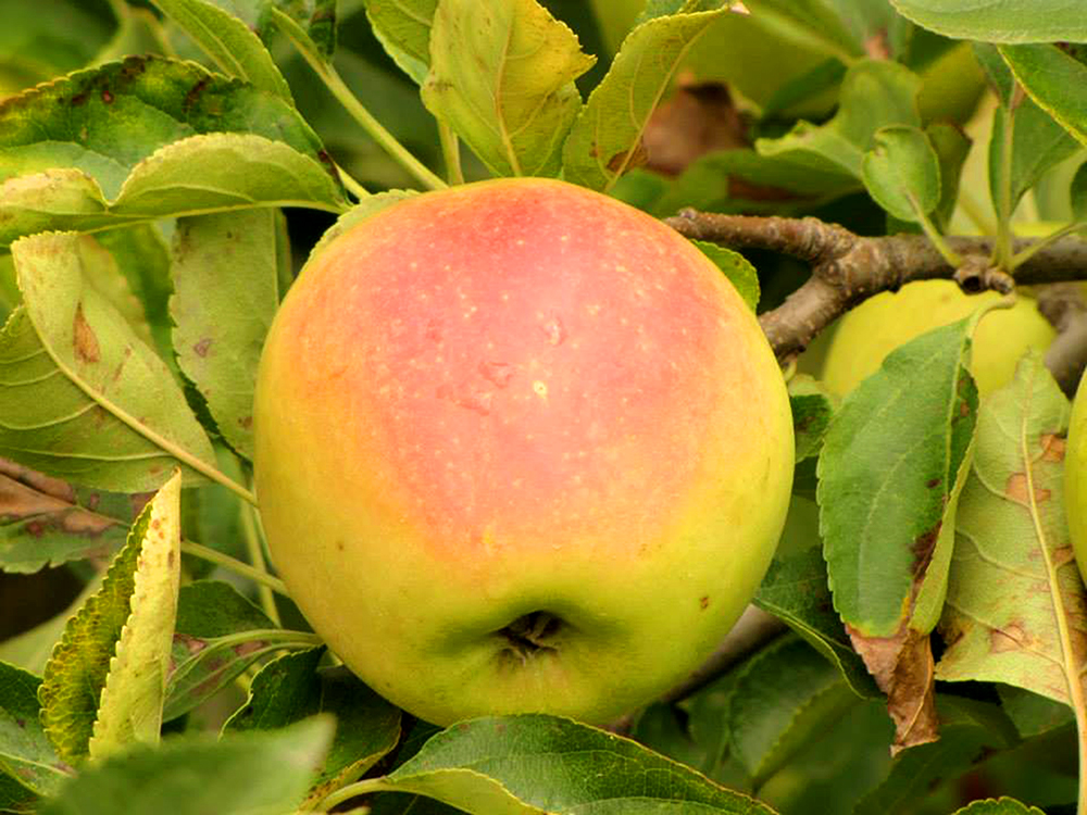 Apple-ready-to-be-picked-tree
