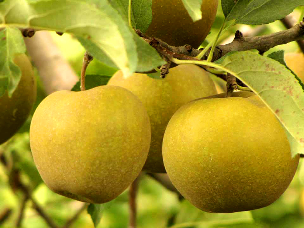 Yellow-apples-on-trees