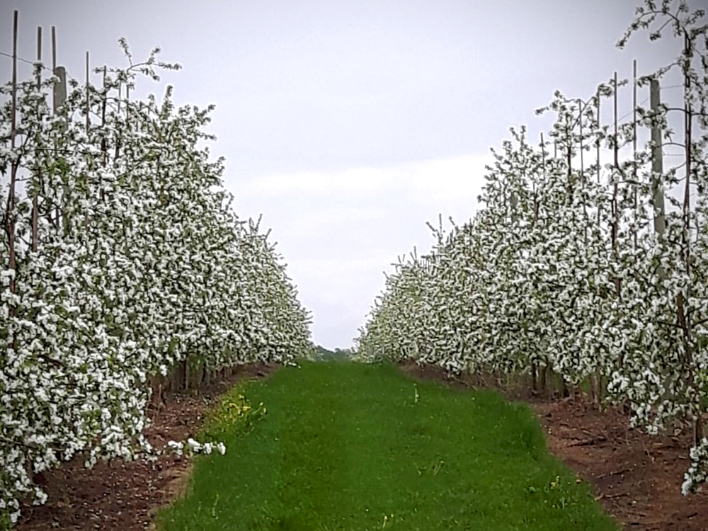 apple-blossom-orchard