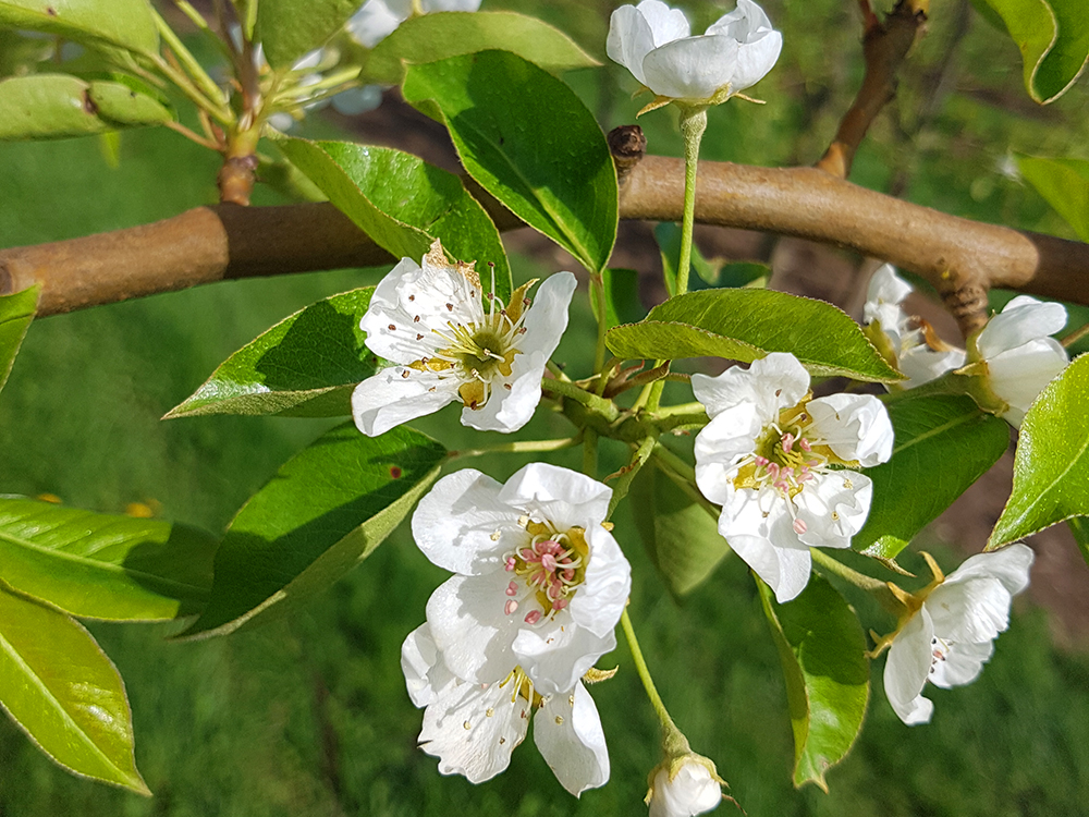 apple-blossoming-flowers-and-leaves